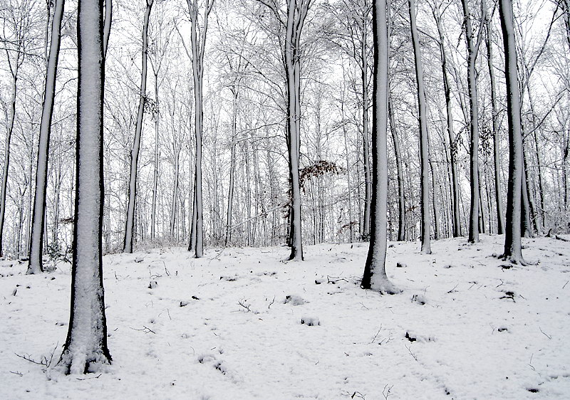 Baum_DSC1964 Kopie.jpg